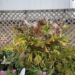 MASSIVE 40 Year Old MOUNTED STAGHORN FERN 