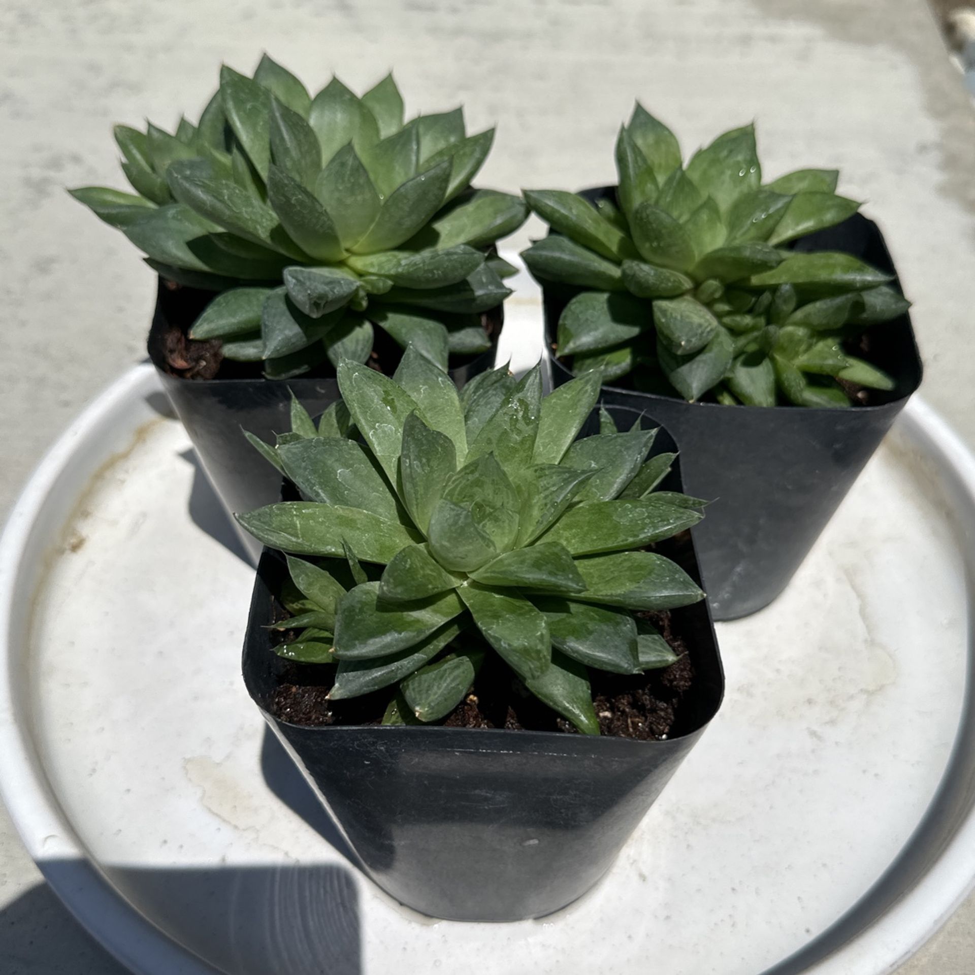Haworthia cymbiformis Shade Succulent 4-inch Pot