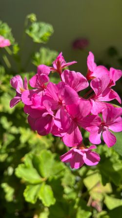 Geranium plant 3’ Tall