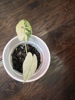 Variegated Alocasia Frydek Plants (pls Read Description Below)