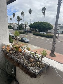 Succulent Plant Holder