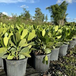 Clusia Plants 3 Gallon