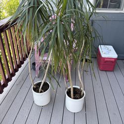 Two Large Dracaena Madagascar Plants