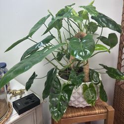 Variegated Burle Marx Plant Huge Beautiful Plant 