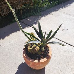 Assorted Succulents