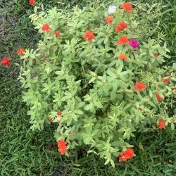 Pursalane Plant