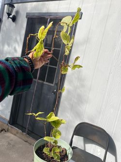 Kiwi plant