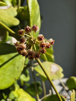 Hoya Plant
