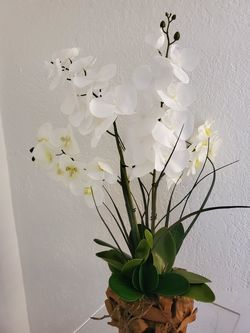 Orchid Arrangements (Any Kind, Color, Size)