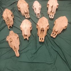 Cow skulls for decorating