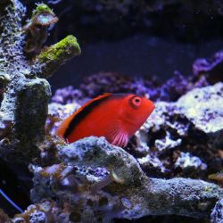 Fish Tank Decor