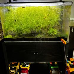 Full Set Up, Fish Tank