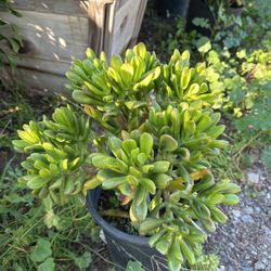 Plants