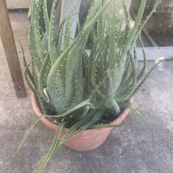 Aloe Vera Plant $10