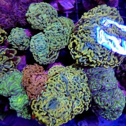 🔥CORALS DECORATIONS FOR MARINE TANK OVER 500 CORALS IN STOCK PICK-UP - DELIVERY  - SHIP
