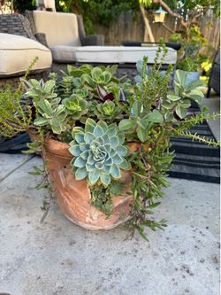 Large Succulent beauty