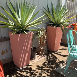 Maguey Planters 