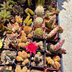 CACTUS AND SUCCULENTS