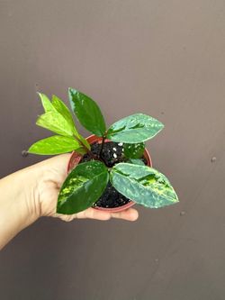 4” variegated zz plant