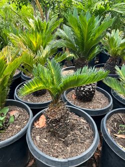 Sago Palm