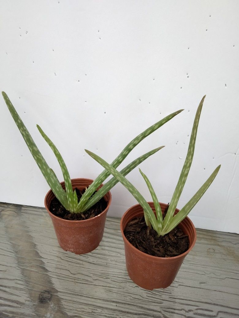 Organically Grown Aloe Vera Plant 10 Available 