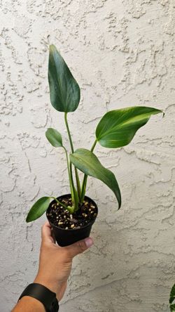 4" Monstera 'Burle Marx Flame'