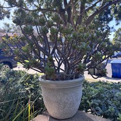 Gorgeous Succulent For Sale 