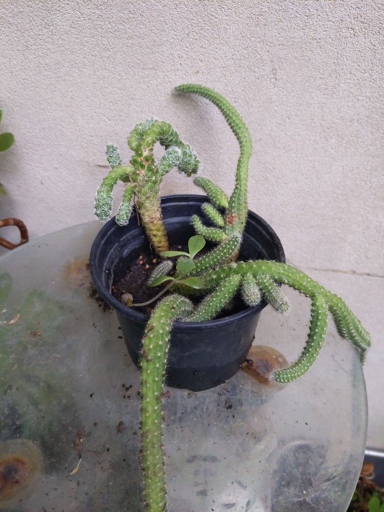Cat's Tail cactus and the Tumble cactus in small plastic planter pot