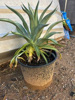 Agave Americana