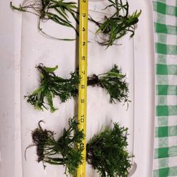 Aquarium Plant, Java Fern