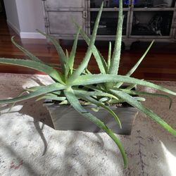 2 Aloe Vera 