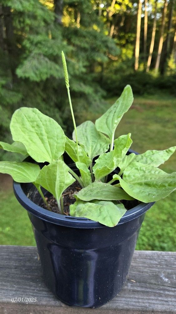 Broadleaf plantain (Plantago major)