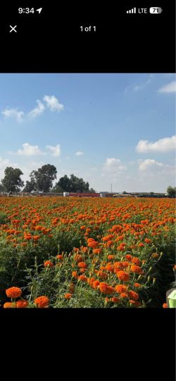Marigolds