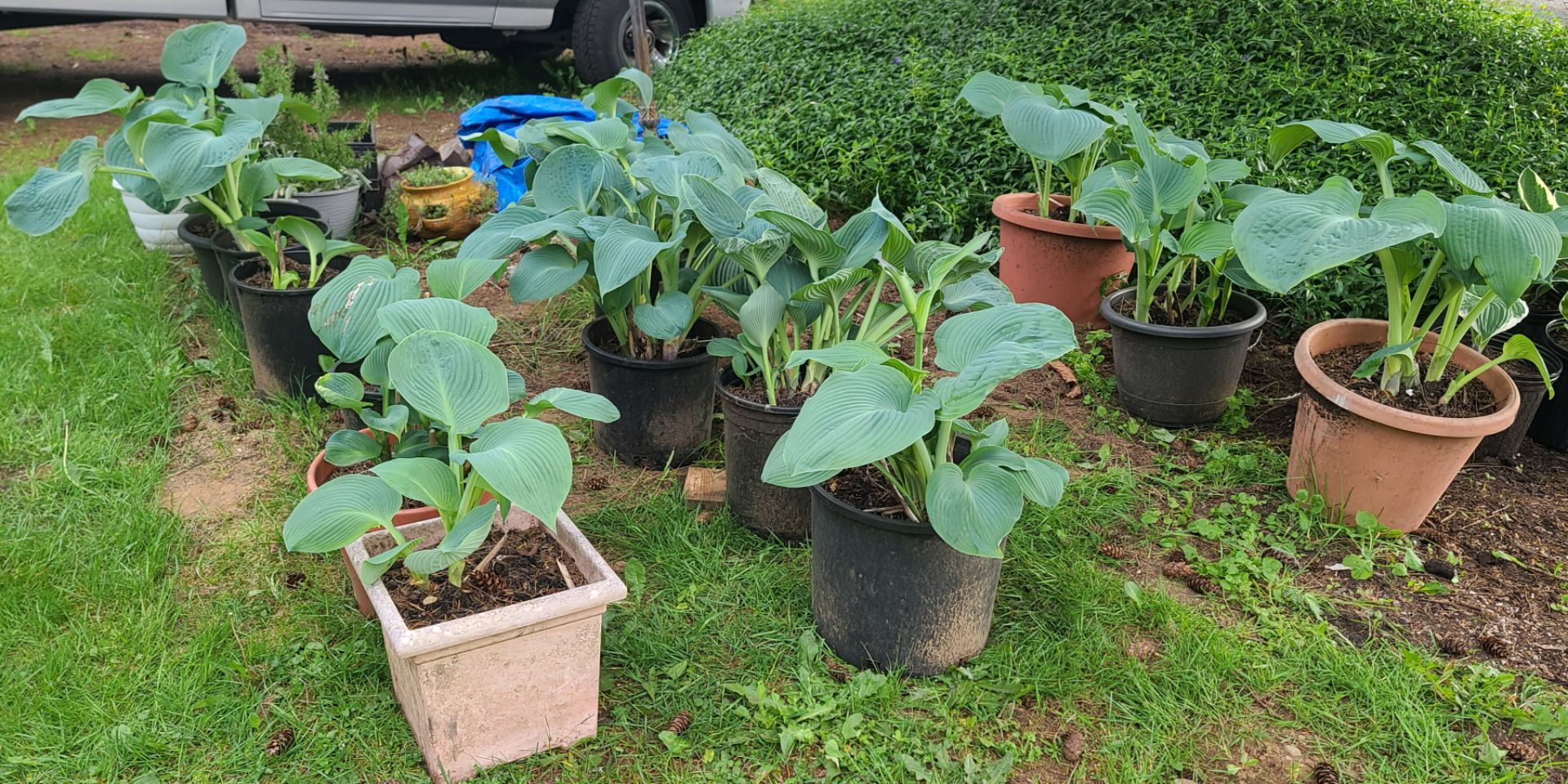 Healthy Giant Leaf Hosta Plants $15 Each