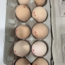 Dozen BBS Australorp Eggs!