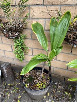 Fortune Plant