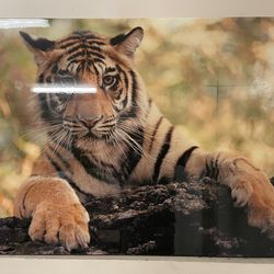 Large Tiger Gallery Wrap Picture