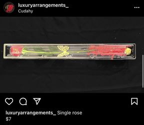 Single Rose