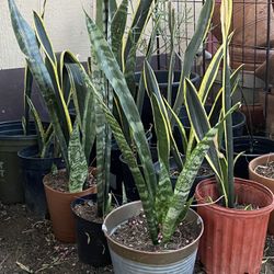 Snake Plants 