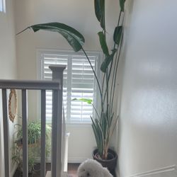 Bird of Paradise plant