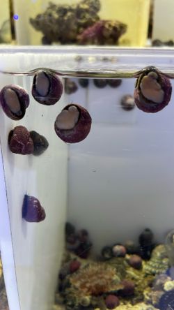 Toy Snails Reef Tank