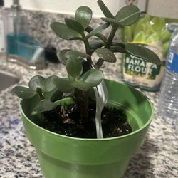 SALE JADE Plantitas Para Atraer Dinero. SALE $3,5,7 🍀