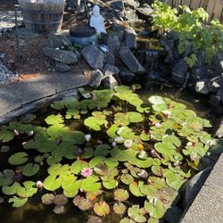 Free Pond Goldfish