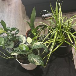 Indoor Plants 🪴 