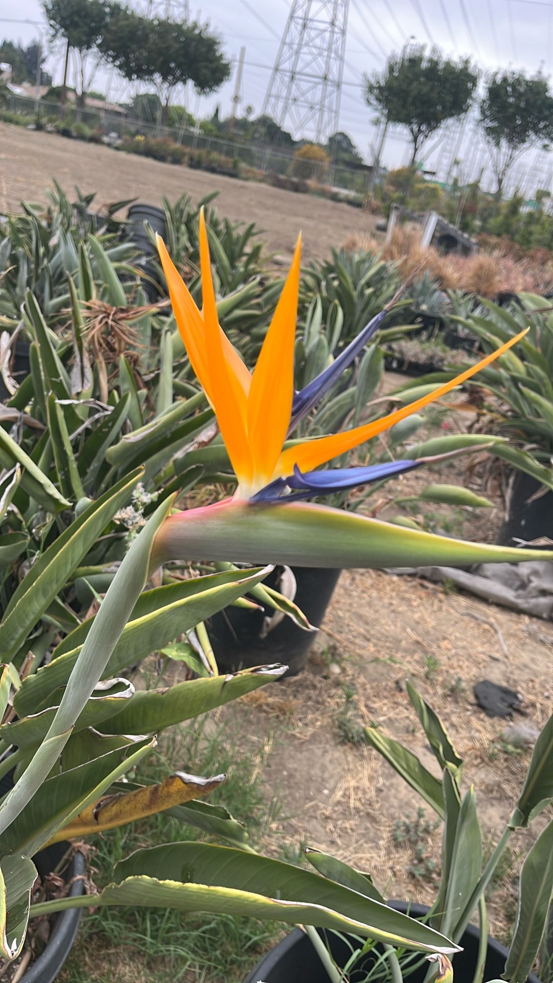 Bird Of Paradise Plants