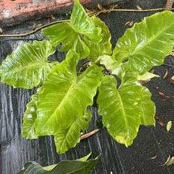 plante philodendron 6