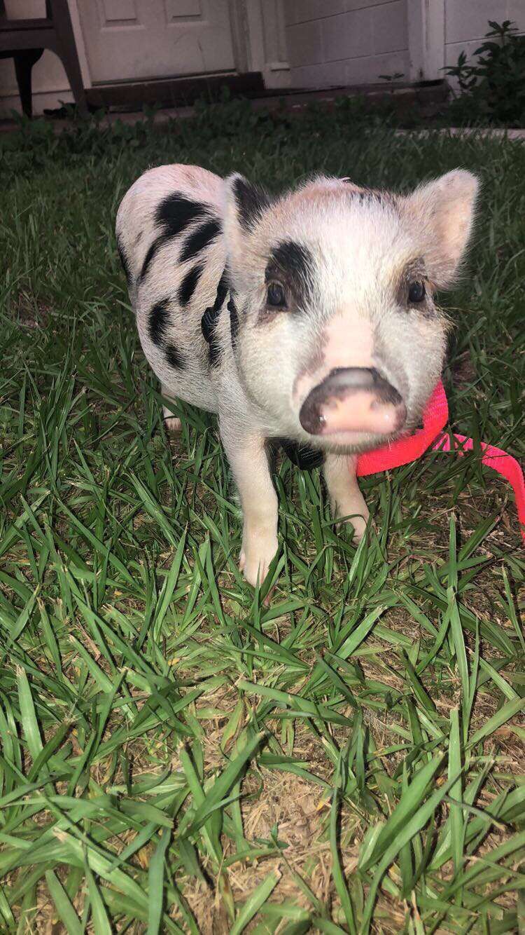 Mini pig