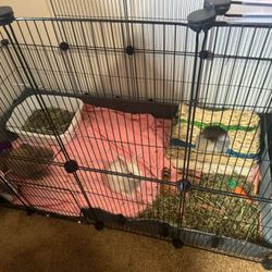 Bunnies Forever Home 