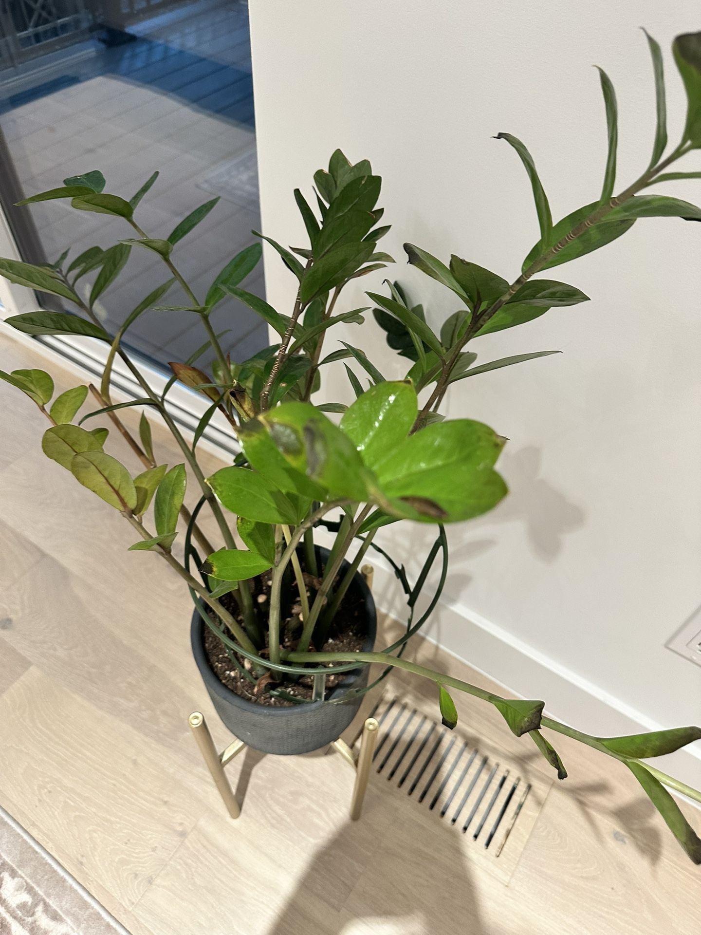 Live Plant With Pot And Golden Stand