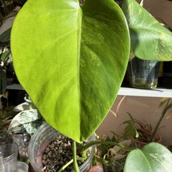 Monstera Aurea Half Moon Rooted Plant 